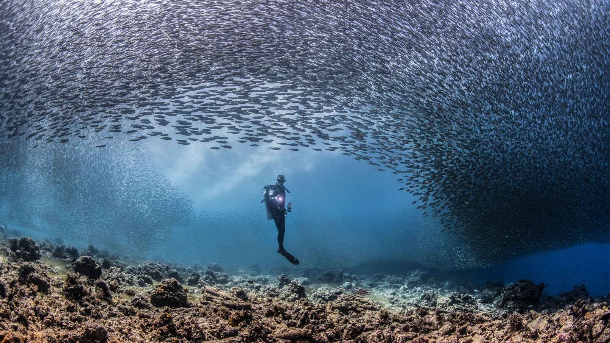 diver-in-a-school-of-sardines-2024-09-23-02-12-26-utc copy
